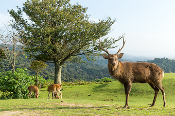 Image showing Buck deer standing on mountain