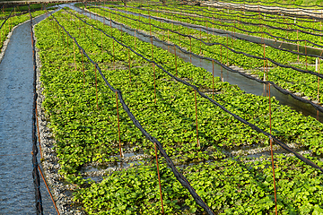 Image showing Wasabi farm