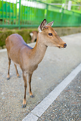 Image showing Deer fawn