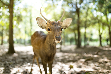 Image showing Deer at outdoor