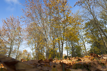 Image showing the leaves on the trees