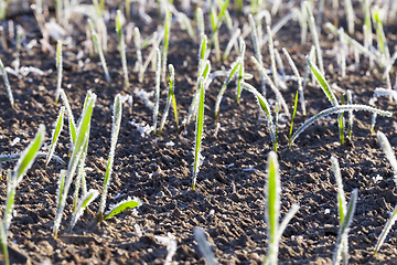 Image showing green wheat in a frost