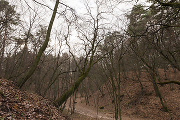 Image showing Forest in autumn