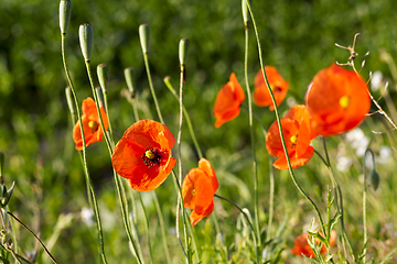 Image showing red poppies in a field