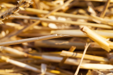 Image showing pile of straw