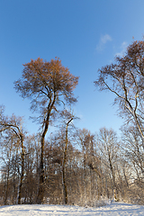 Image showing winter forest, sunny weather