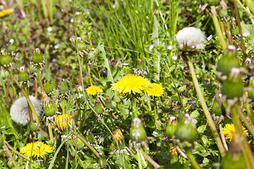 Image showing Dandelion, close up