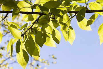 Image showing translucent green leaf.