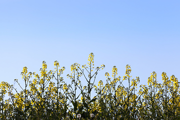 Image showing yellow Brassica