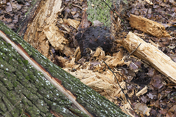 Image showing Old broken trunk