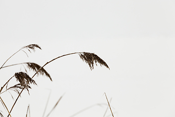 Image showing Dry grass