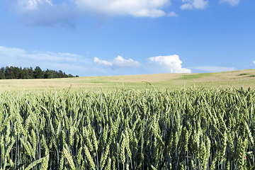 Image showing green unripe cereal