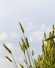 Image showing unripe wheat field