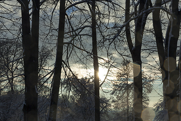 Image showing trees under snow