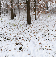 Image showing Winter park with snow