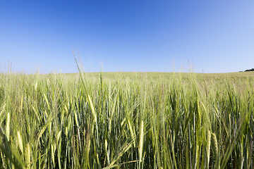 Image showing Field with cereal