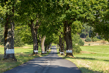 Image showing Beautiful asphalt road and tree alley.