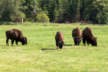 Image showing American bison (Bison bison) simply buffalo