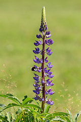 Image showing purple lupinus flowers in summer meadow