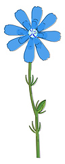 Image showing Drawing of the chicory flower vector or color illustration