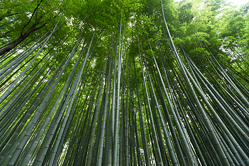 Image showing Greenery Bamboo forest