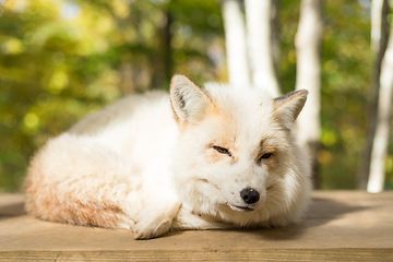 Image showing Sleeping white fox