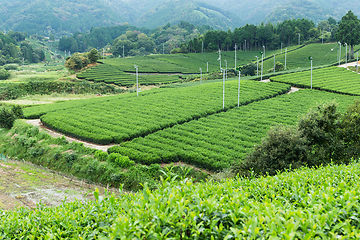 Image showing Green tea meadow