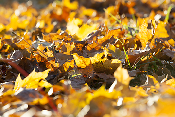 Image showing The fallen maple leaves