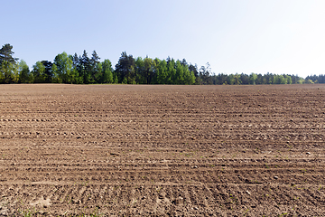 Image showing new green maize sprouts