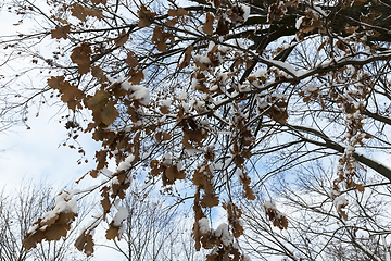 Image showing trees in the forest in winter