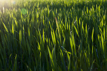 Image showing An agricultural field with a crop