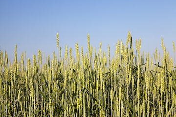 Image showing green unripe cereal