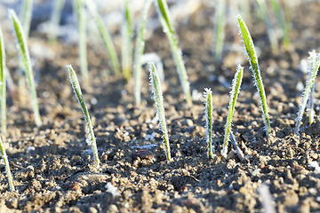 Image showing agricultural plants, frost