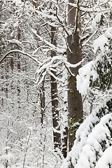 Image showing Snow drifts in winter