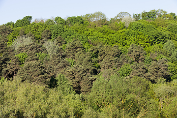 Image showing Mixed forest