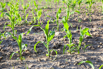 Image showing green leaves of corn