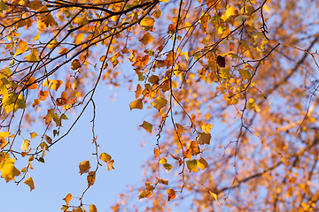 Image showing Yellow foliage, autumn