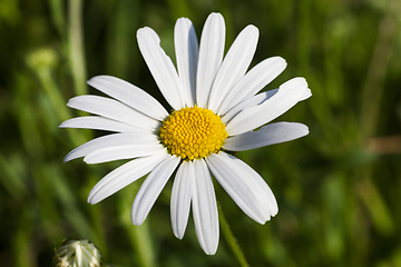 Image showing White daisies, close-up