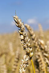 Image showing Golden wheat field