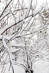 Image showing trees covered with snow