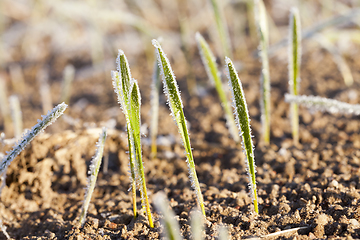 Image showing green wheat in frost, close-up