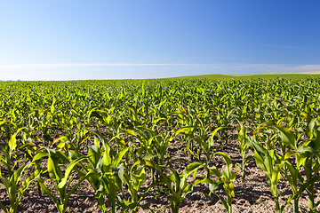 Image showing Cornfields in field