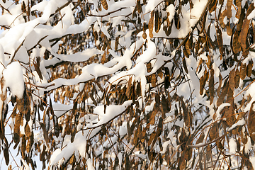 Image showing Forest in winter