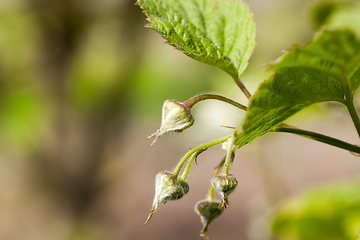 Image showing closed buds of raspberry