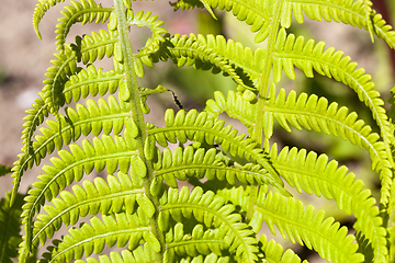 Image showing leaf of fern