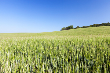 Image showing Field with cereal