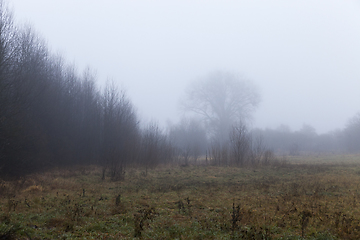 Image showing Maple forest in autumn