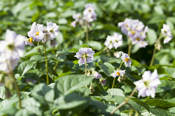 Image showing flower of a potato, close-up