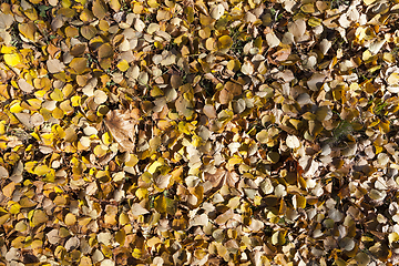 Image showing foliage on the ground