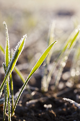 Image showing Green grass close-up